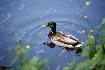 C:\Users\user\Desktop\beautiful-wild-duck-swims-in-the-pond_78492-4681.jpg